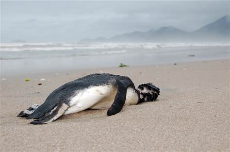 Tux Died